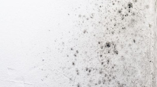 What is Mould? What are the Signs of it?